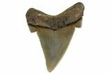 Serrated Angustidens Tooth - Megalodon Ancestor #321698-1